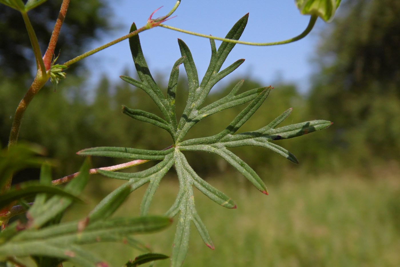 Изображение особи Geranium columbinum.