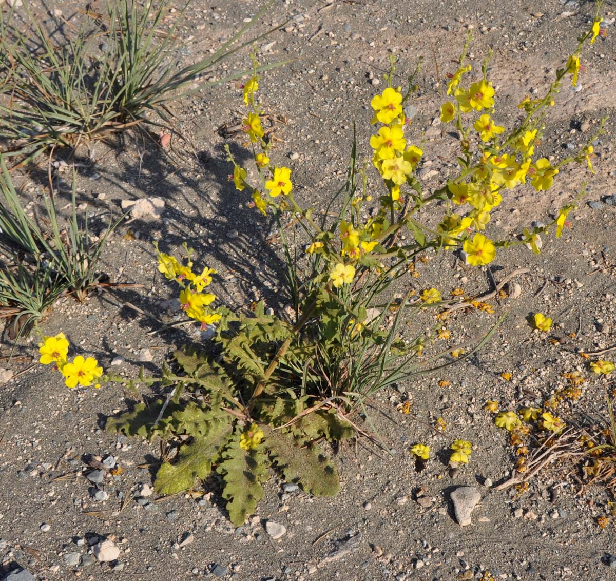 Изображение особи Verbascum sinuatum.