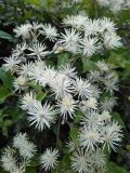 Clematis vitalba