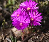 Lampranthus productus