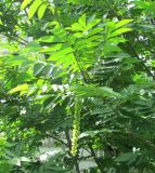 Pterocarya rhoifolia