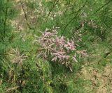 Tamarix ramosissima. Ветви с соцветиями. Дагестан, Кумторкалинский р-н, хр. Нарат-Тюбе, каменистое дно балки. 31 мая 2019 г.
