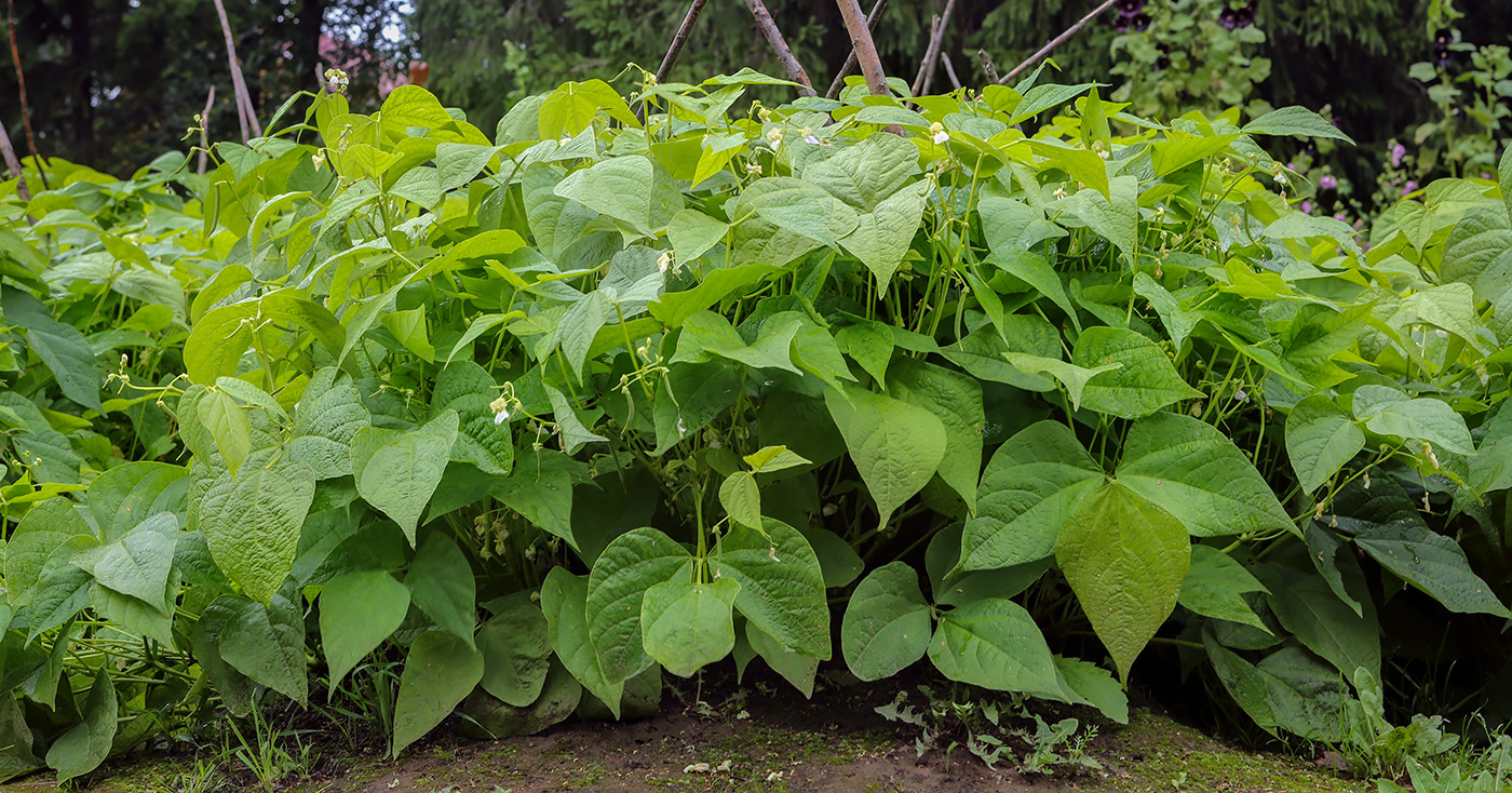 Изображение особи Phaseolus vulgaris.