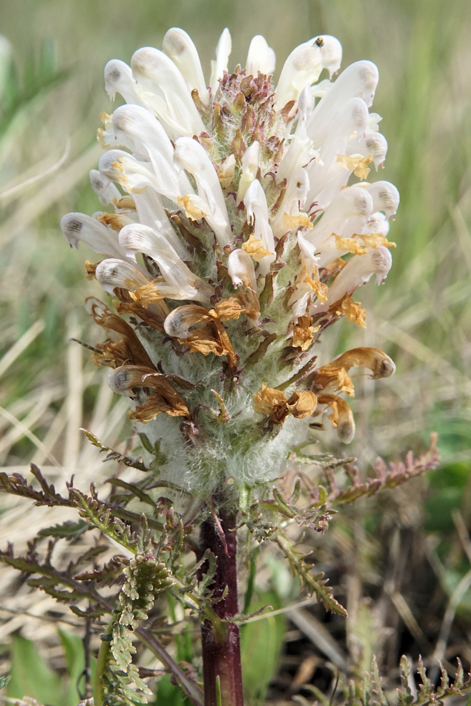 Image of Pedicularis dasystachys specimen.