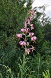 Lilium pilosiusculum