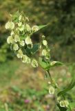 Fallopia dumetorum