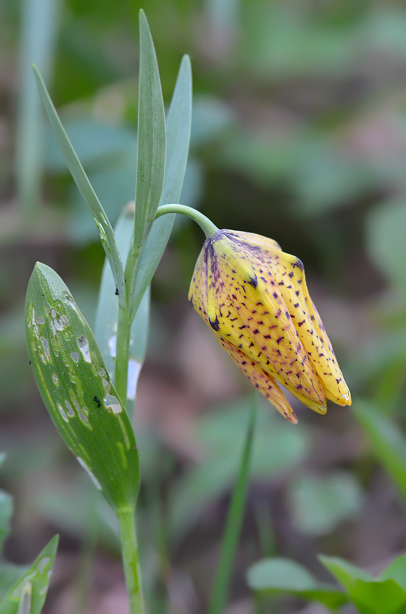 Image of Fritillaria ophioglossifolia specimen.