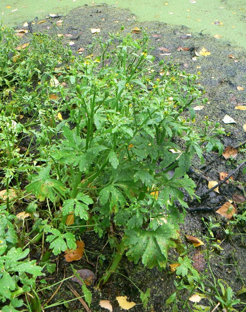 Изображение особи Ranunculus sceleratus.