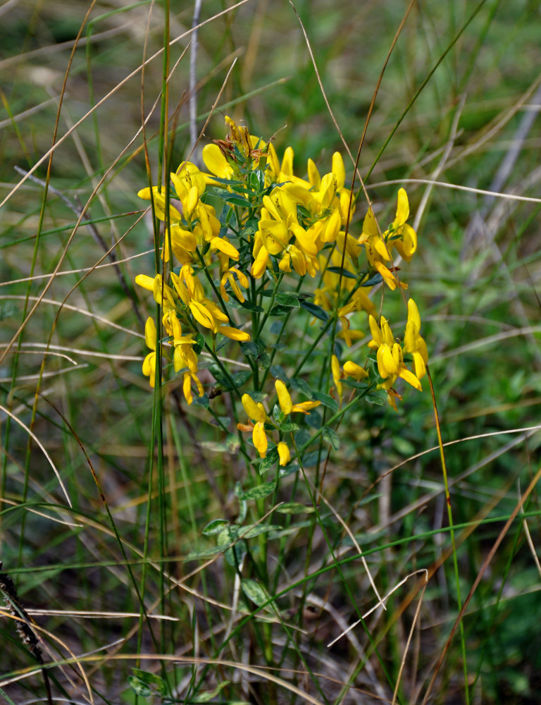 Image of Genista tinctoria specimen.