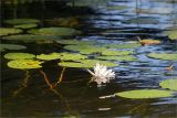 Nymphaea candida. Цветок и листья. Псковская обл., Пустошкинский р-н, оз. Верято, мелководье. 29.07.2019.