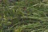 Carex middendorfii