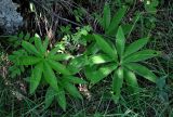 Helleborus odorus. Листья. Сербия, национальный парк Тара, плоскогорье Равна Тара, широколиственный лес. 08.07.2019.