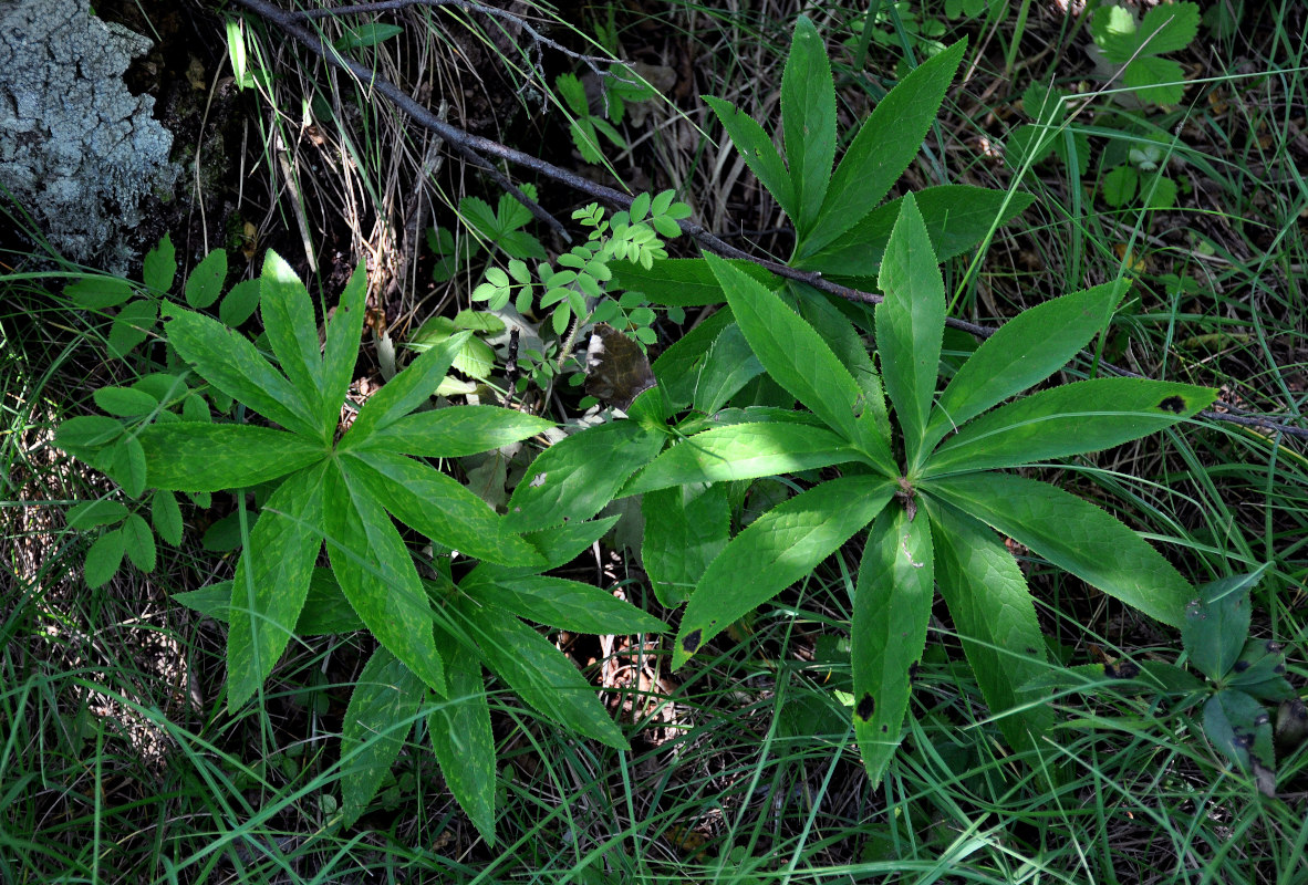 Изображение особи Helleborus odorus.