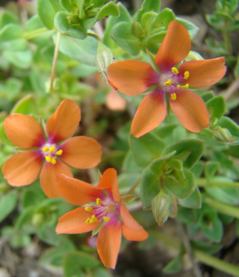 Изображение особи Anagallis arvensis.