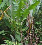 Musa acuminata. Плодоносящее растение. Таиланд, муниципалитет Равай, остров Ко Май Пай, у скважины источника. 24.09.2019.
