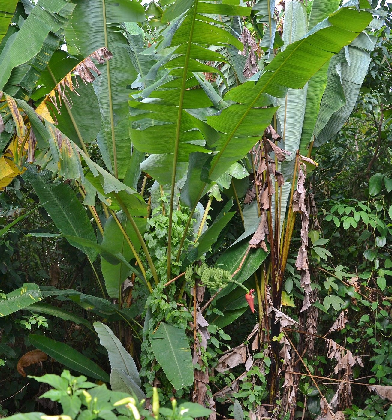 Изображение особи Musa acuminata.