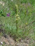 Pedicularis myriophylla. Цветущее растение. Иркутская обл., Слюдянский р-н, мыс Шаманский, береговой склон. 19.07.2019.
