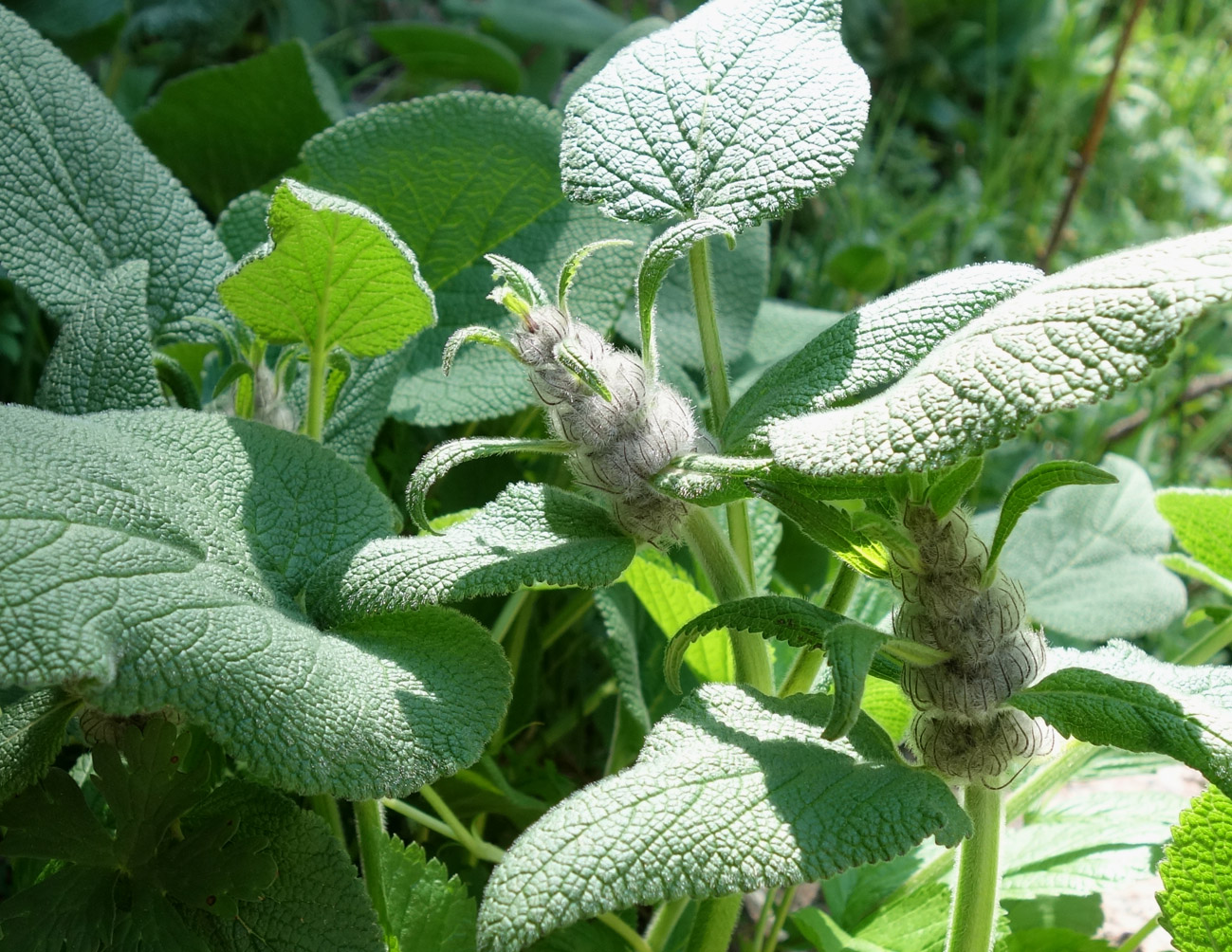 Image of Phlomoides oreophila specimen.