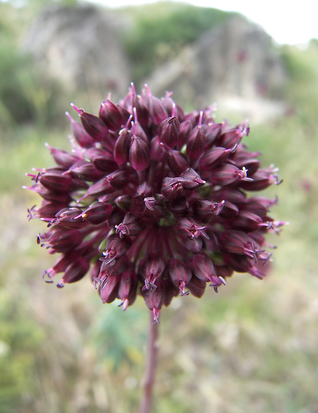 Изображение особи Allium fuscoviolaceum.