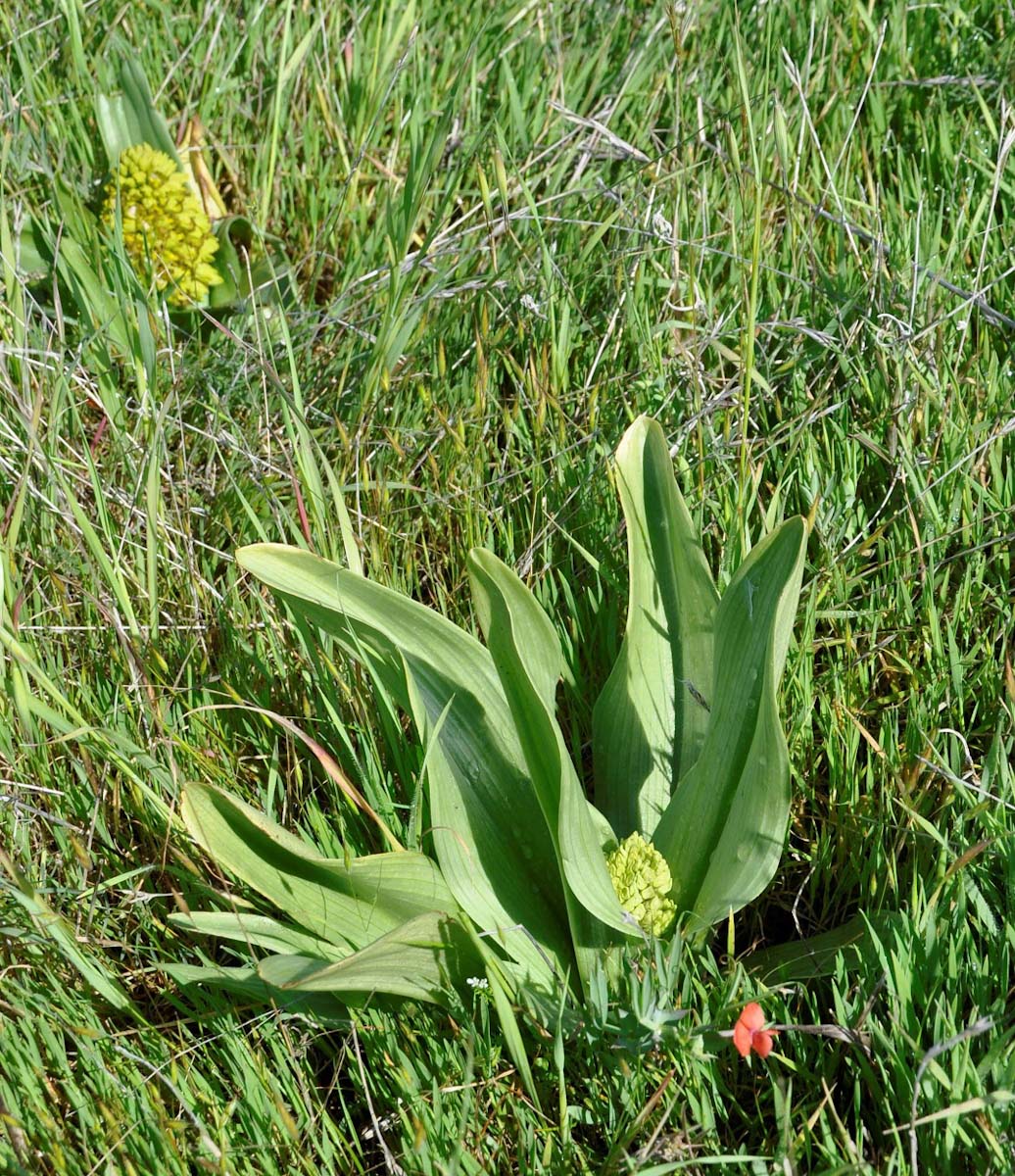 Изображение особи Orchis punctulata.