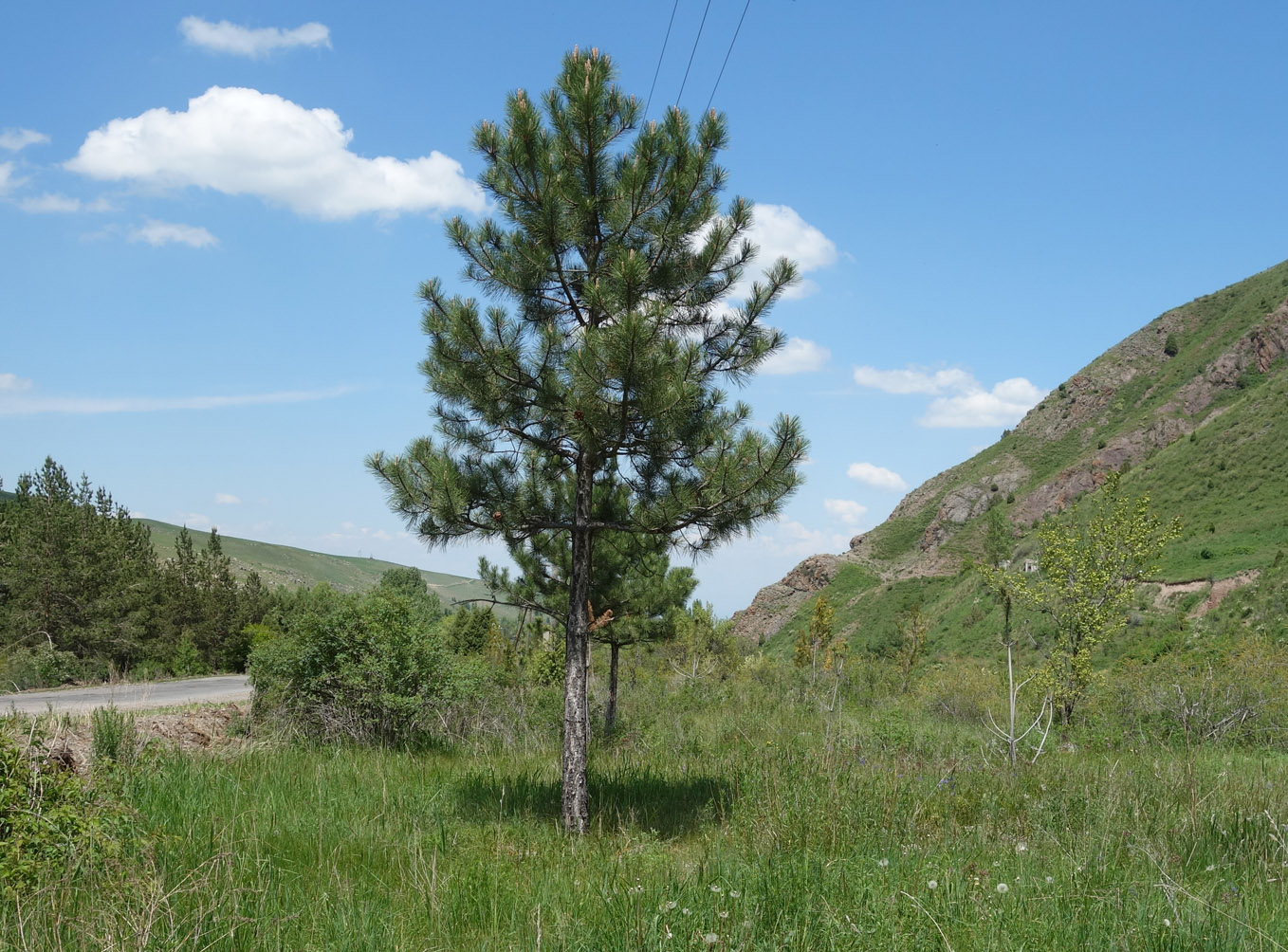 Изображение особи род Pinus.