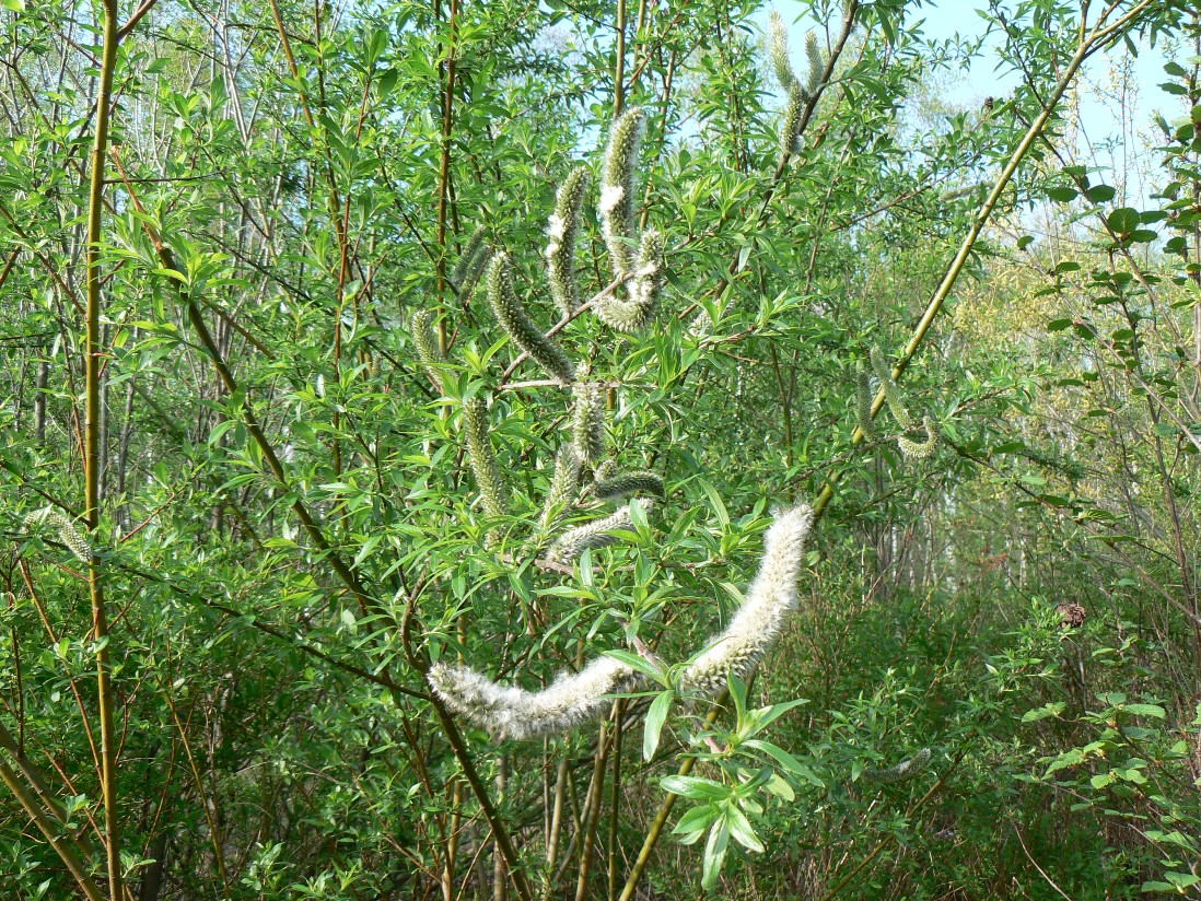Image of Salix gracilistyla specimen.