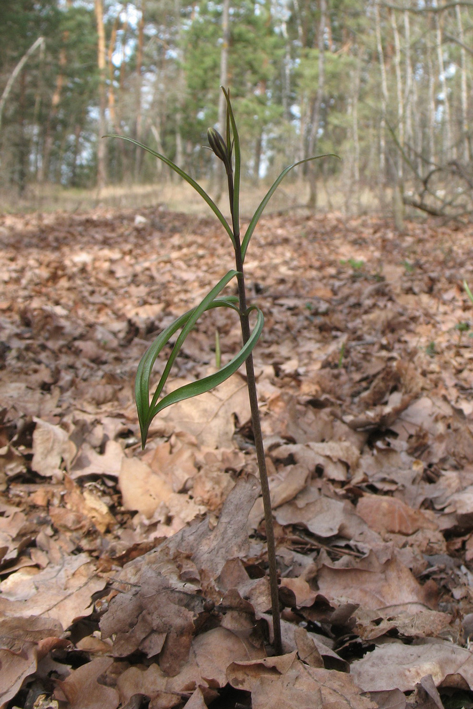 Image of Fritillaria ruthenica specimen.