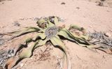 Welwitschia mirabilis. Мужское растение. Намибия, регион Erongo, пустыня Намиб, ок. 60 км к востоку от г. Свакопмунд, пустыня Намиб, национальный парк \"Dorob\", выс. 320 м н. у. м. 03.03.2020.