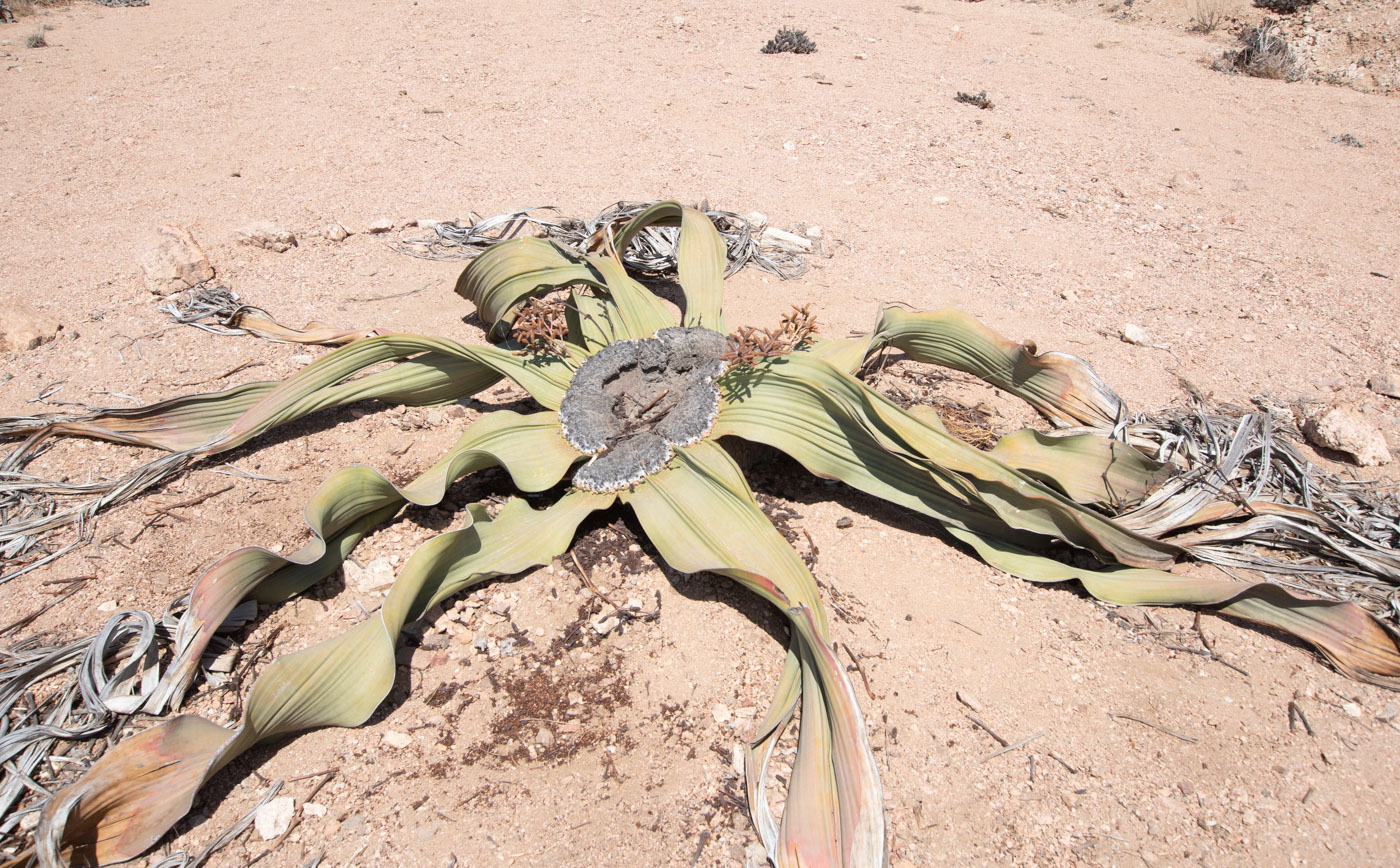 Изображение особи Welwitschia mirabilis.