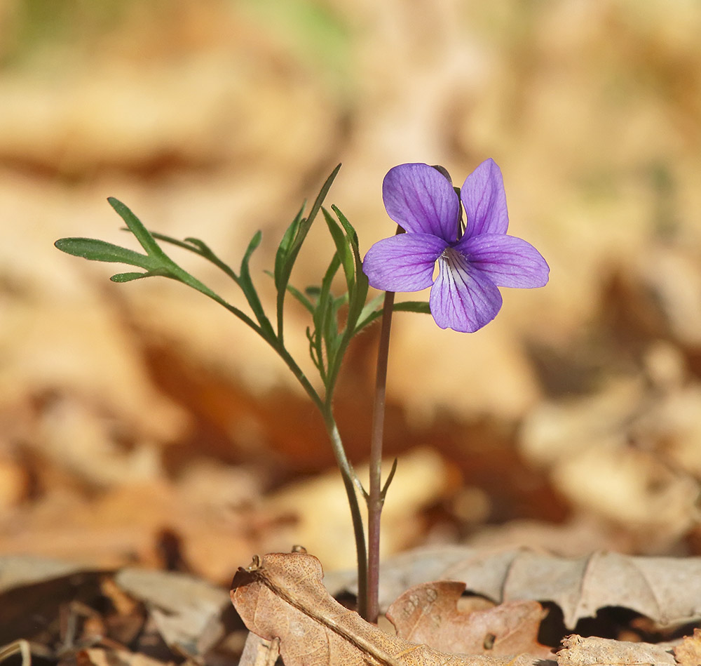 Изображение особи Viola dissecta.