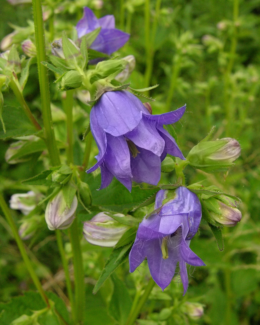 Image of Campanula trachelium specimen.