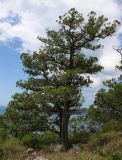 Juniperus excelsa