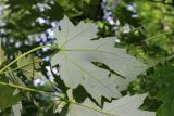 Acer saccharinum