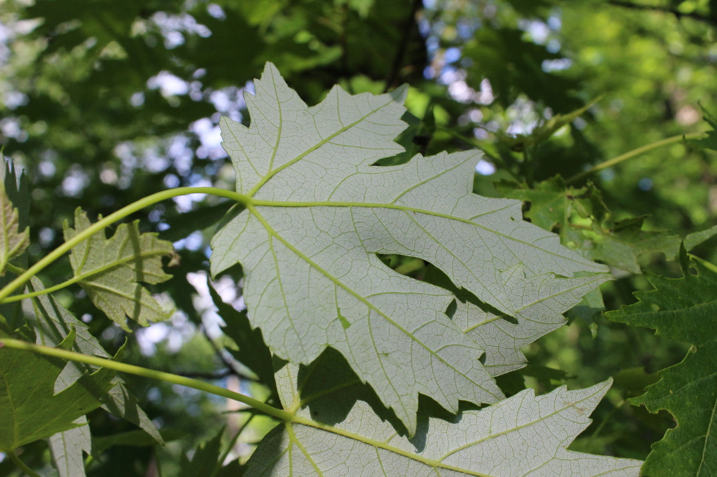 Image of Acer saccharinum specimen.