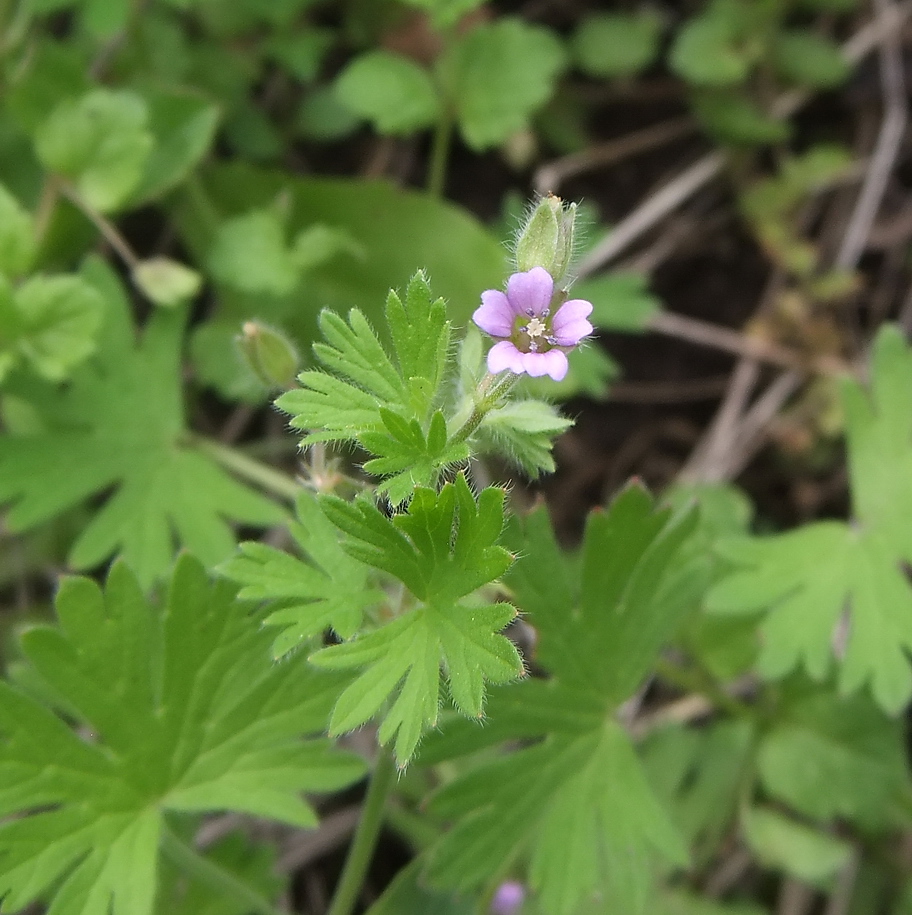 Изображение особи Geranium pusillum.