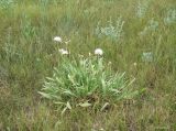 Scorzonera parviflora. Плодоносящее растение в сазовой степи. Краснодарский край, Кущевский р-н, станица Шкуринская. 21.06.2020.