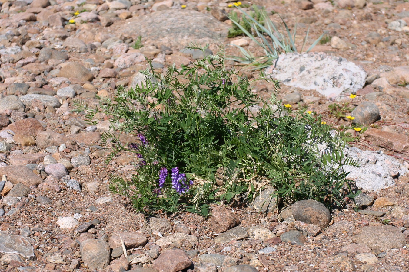 Image of Vicia cracca specimen.