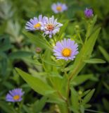 genus Symphyotrichum. Верхушка цветущего растения. Пермский край, г. Пермь, Ленинский р-н, разнотравный газон. 24.07.2020.