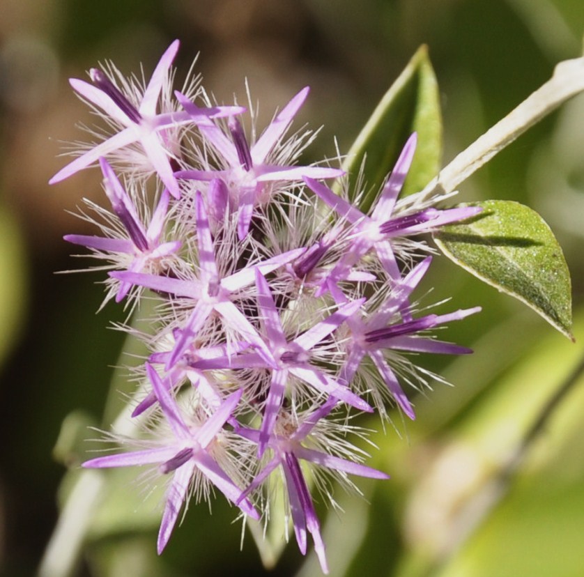 Изображение особи Staehelina uniflosculosa.