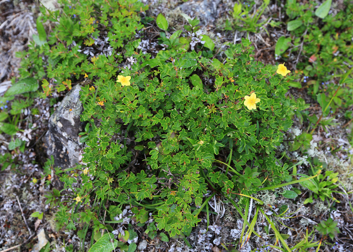 Image of Dasiphora fruticosa specimen.