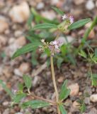Gisekia africana