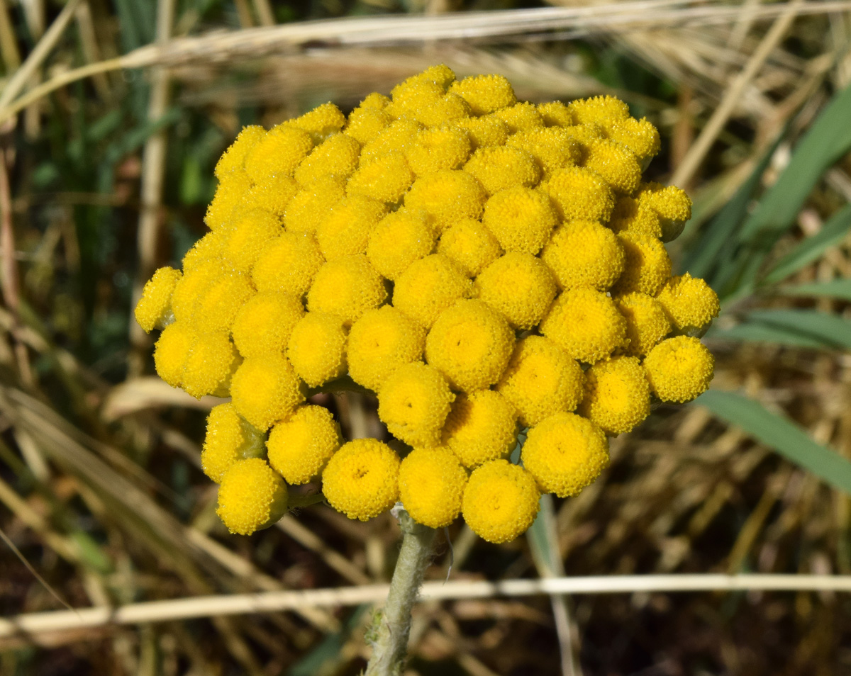 Image of Handelia trichophylla specimen.