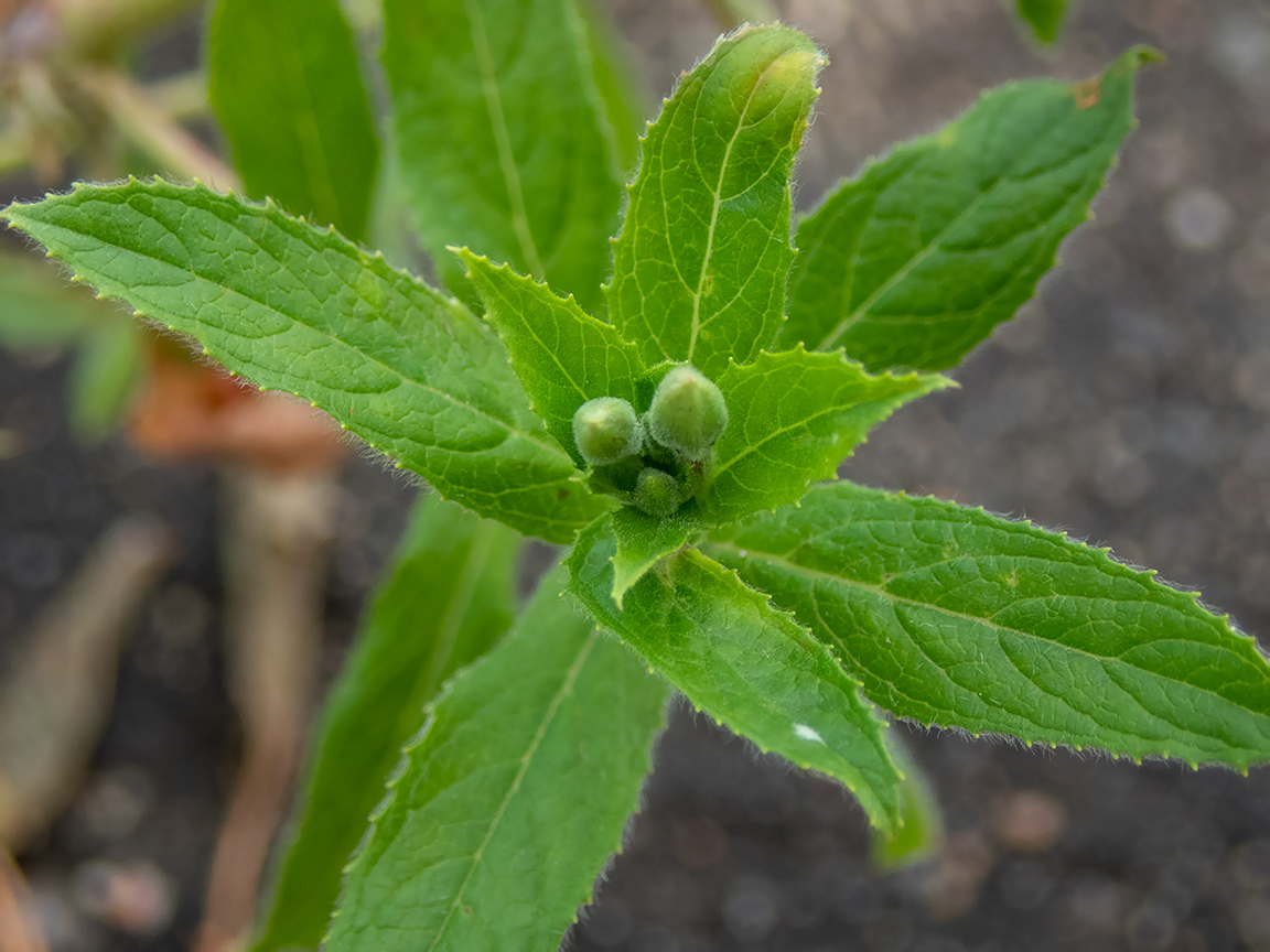 Изображение особи Epilobium hirsutum.