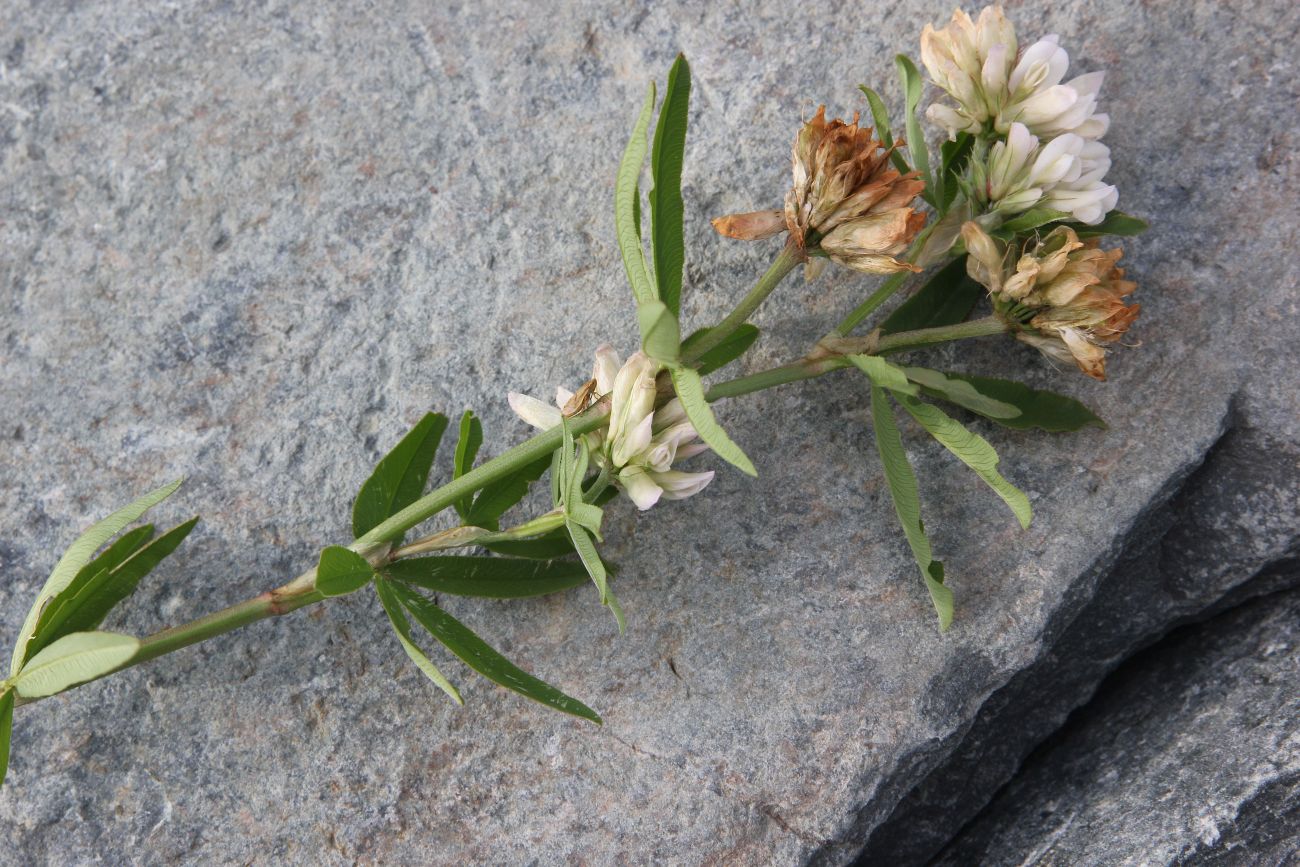 Изображение особи Trifolium lupinaster.