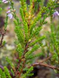 Calluna vulgaris. Часть веточки. Тверская обл., Кимрский р-н, окр. дер. Бурцево, поляна в сосновом бору. 01.08.2020.