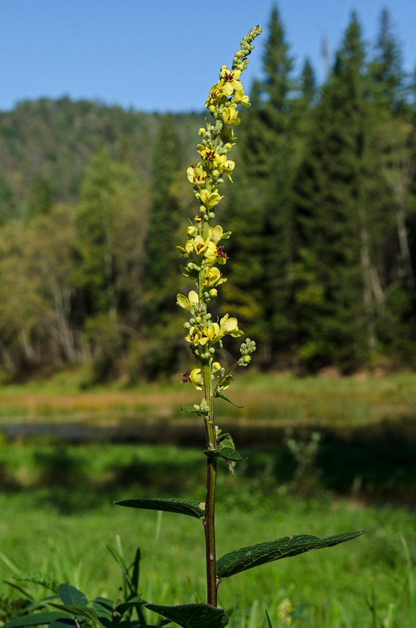 Изображение особи Verbascum nigrum.