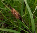 Carex riparia