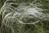 Stipa lessingiana. Верхушки цветущих растений. Республика Татарстан, Спасский р-н, окр. пос. Приволжский, левый берег р. Волга, борт глубокого оврага. 29.05.2019.