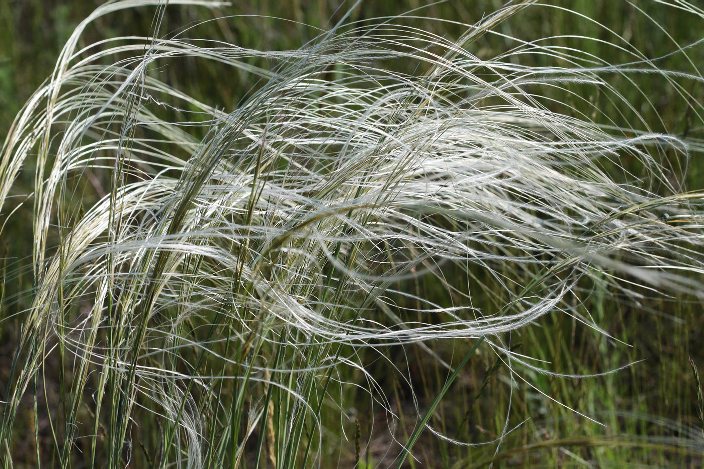 Image of Stipa lessingiana specimen.