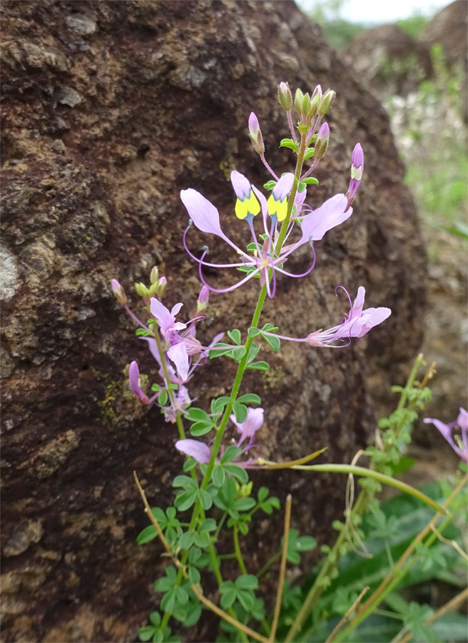 Изображение особи Cleome maculata.